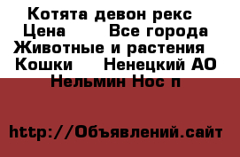 Котята девон рекс › Цена ­ 1 - Все города Животные и растения » Кошки   . Ненецкий АО,Нельмин Нос п.